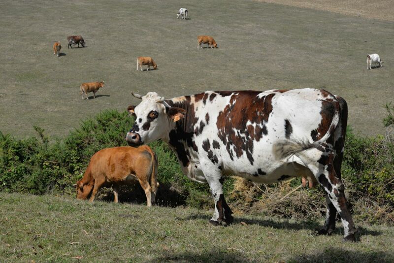 Brown and white spotted cow with ear tag
